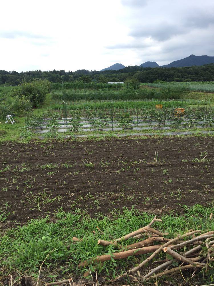 農業の常識は、自然界の非常識 : 雑草で畑を生命育む森に