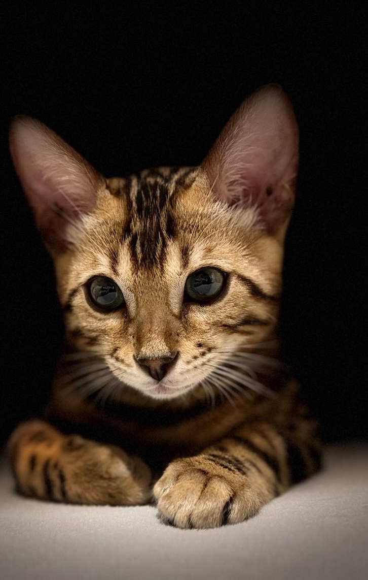 Bild von Kater Milo