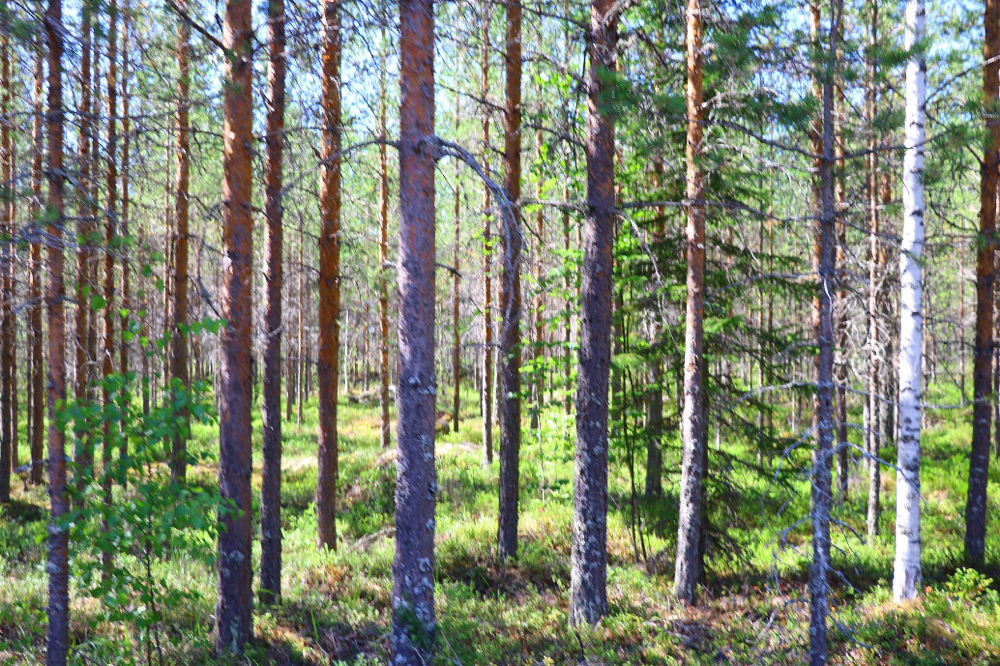 フィンランドの森の様子。