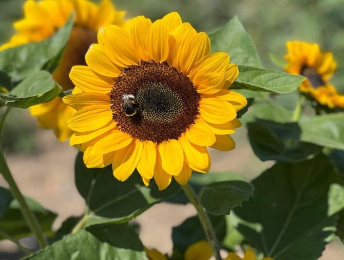 È aperto il Campo di Girasoli di Agricola delle Meraviglie