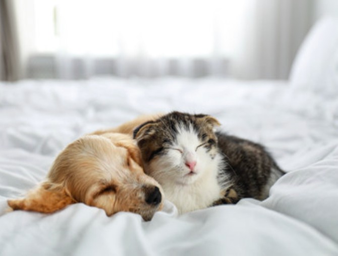 Ultima Petfood ci spiega i pro e contro del dormire con il proprio pet