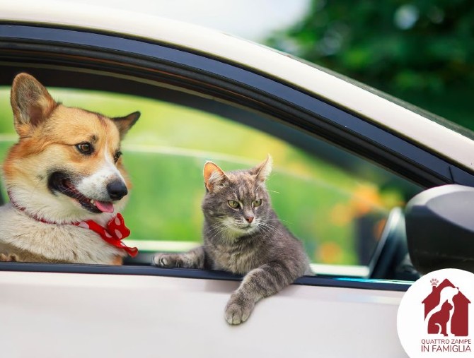 QuattroZampeinFamiglia: il portale che promuove le adozioni responsabili di cani e gatti
