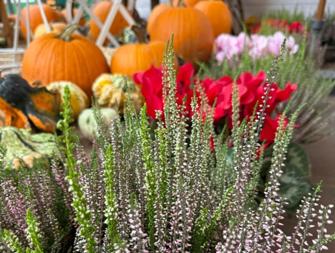 Il workshop Fioriture d'autunno: crea la tua balconetta! da Steflor