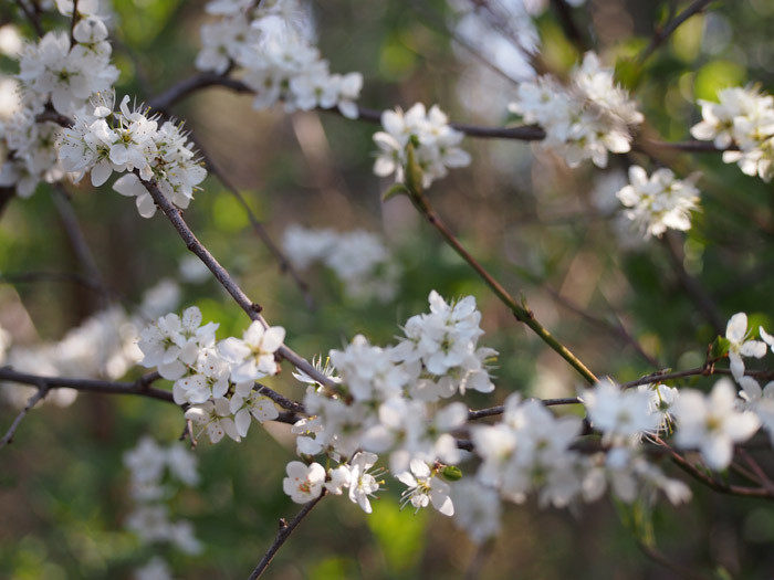 Blüte der wilden Zwetschke