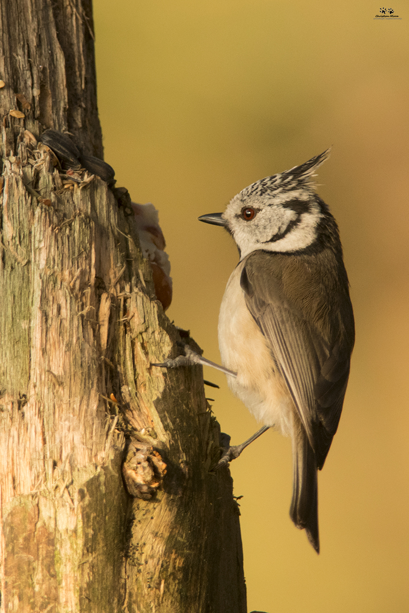 Cincia dal ciuffo (Lophophanes cristatus)