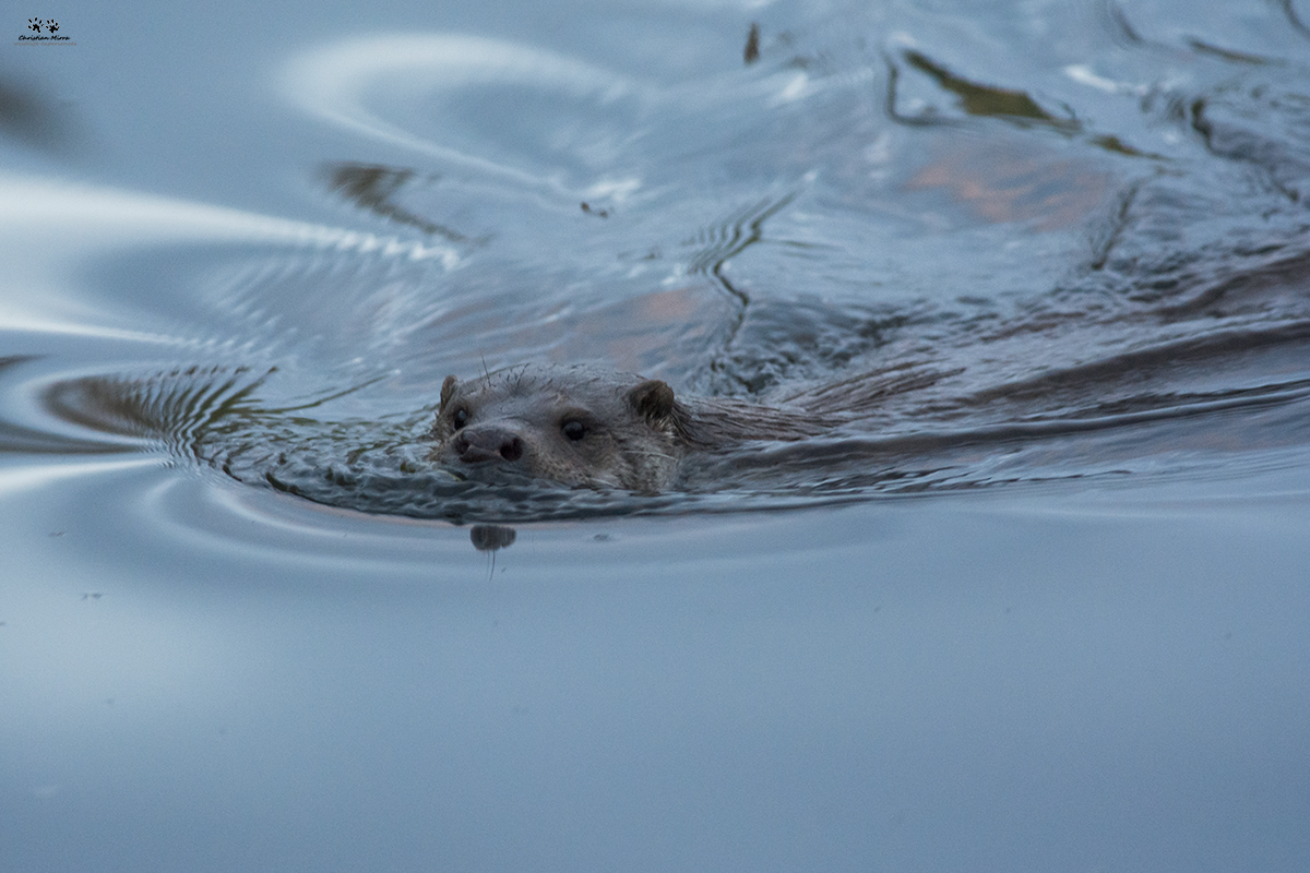 Lontra (Lutra lutra)