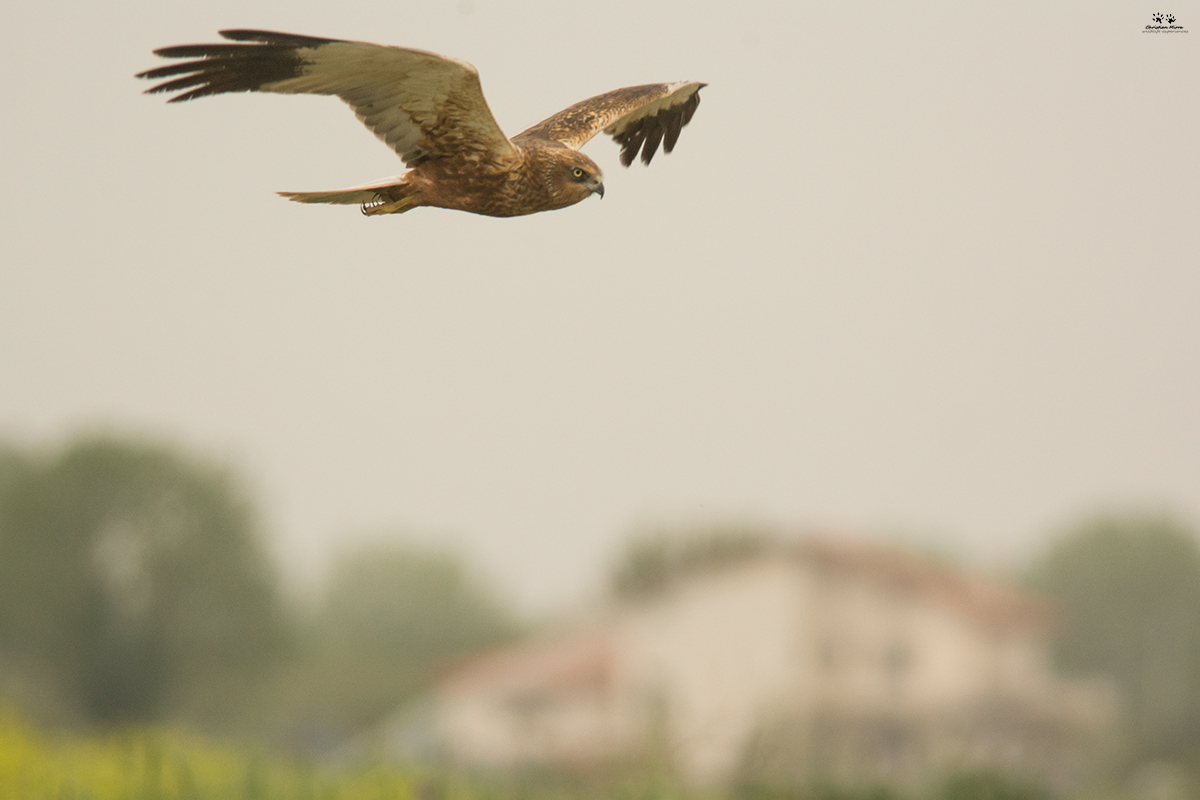 Falco di palude maschio (Circus aeruginosus)