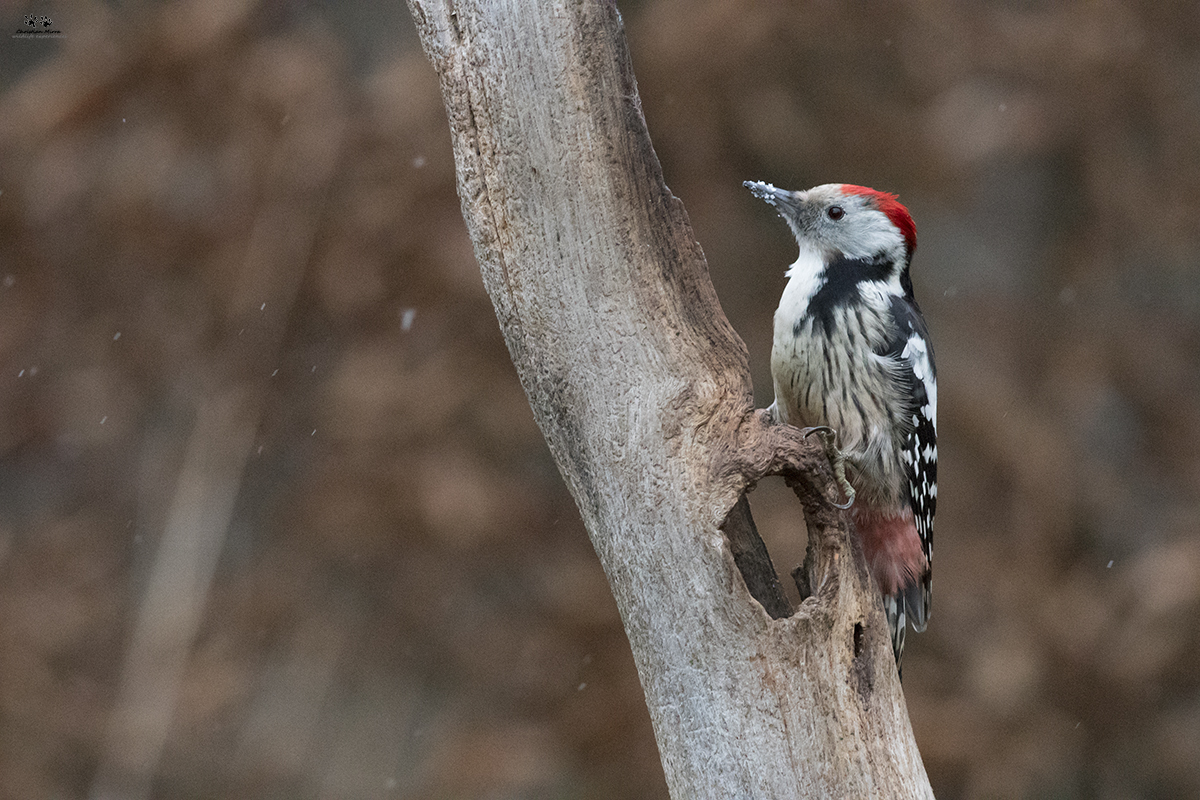 Picchio rosso mezzano (Dendrocoptes medius)