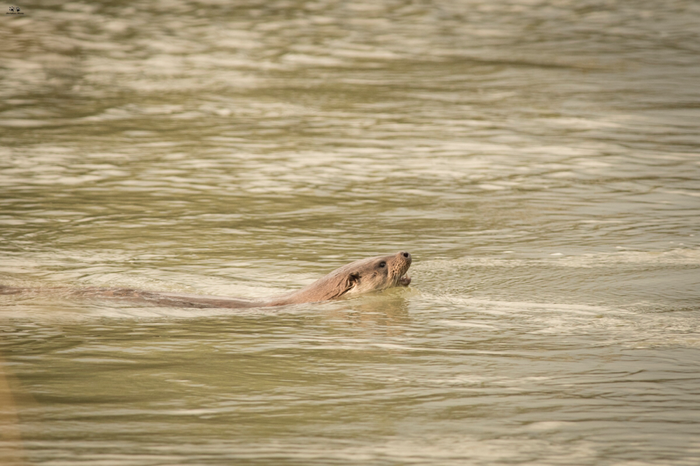 Lontra (Lutra lutra)