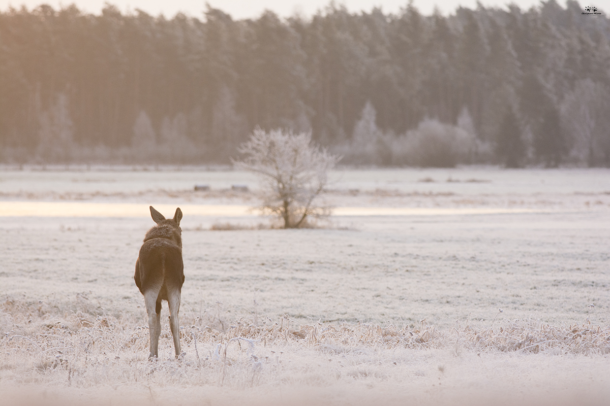 Alce (Alces alces)