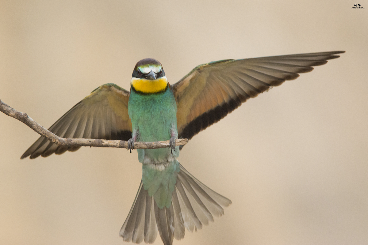 Gruccione (Merops apiaster)