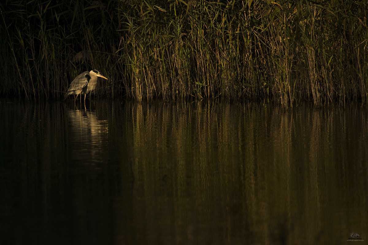 Airone cenerino (Ardea cinerea)