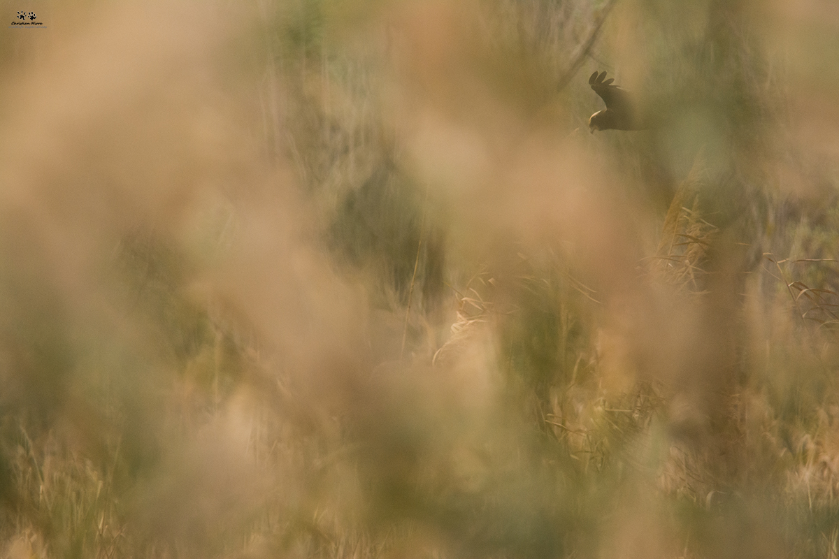 Falco di palude (Circus aeruginosus)