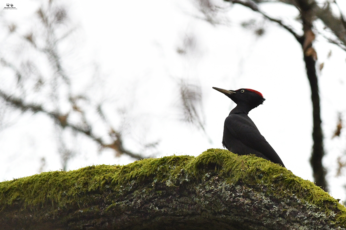 Picchio nero (Dryocopus martius)