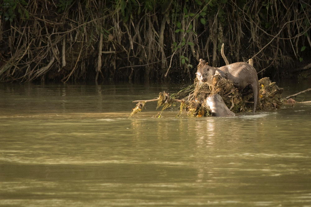 Lontra (Lutra lutra)