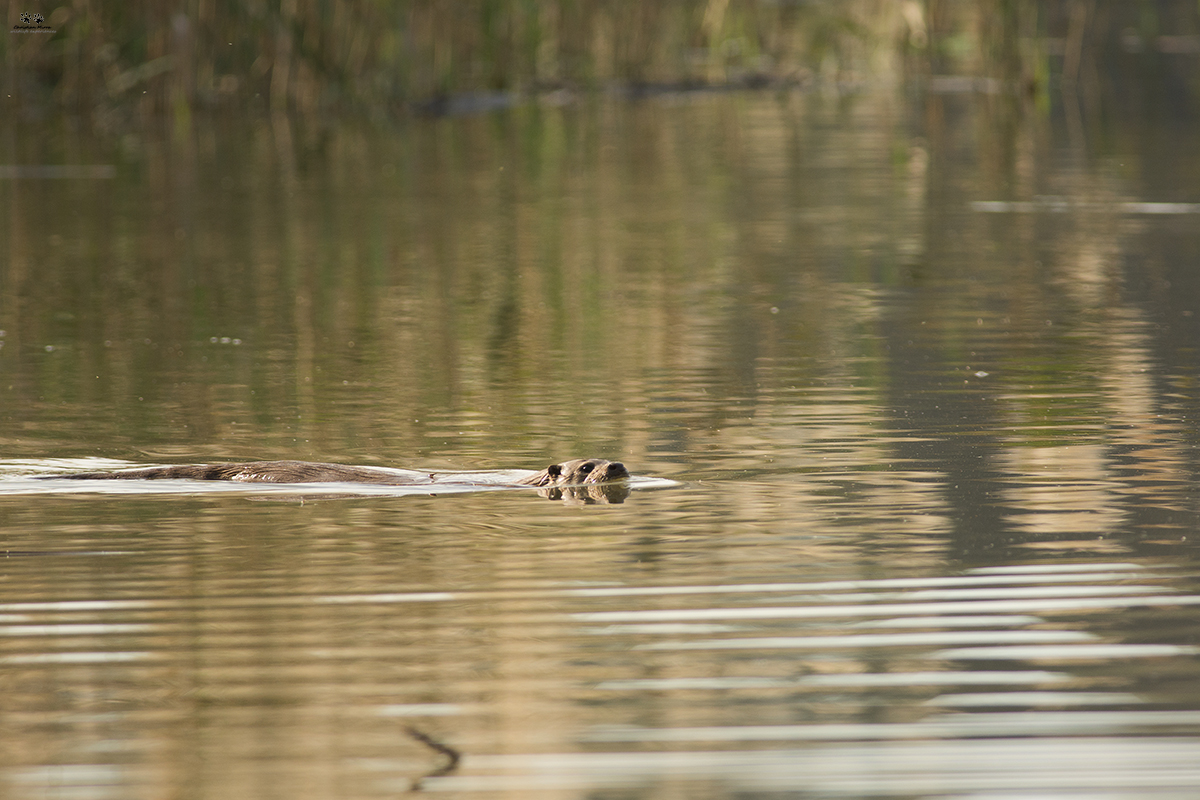 Lontra (Lutra lutra)