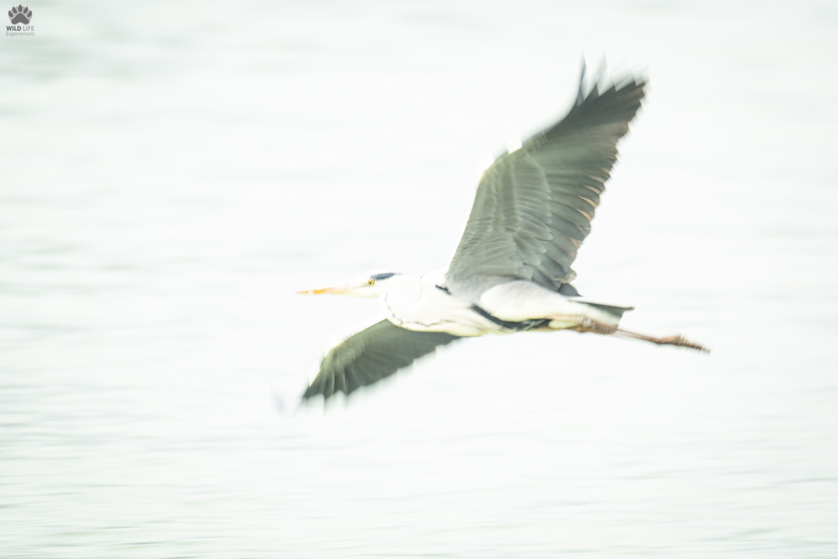 Airone cenerino (Ardea cinerea)