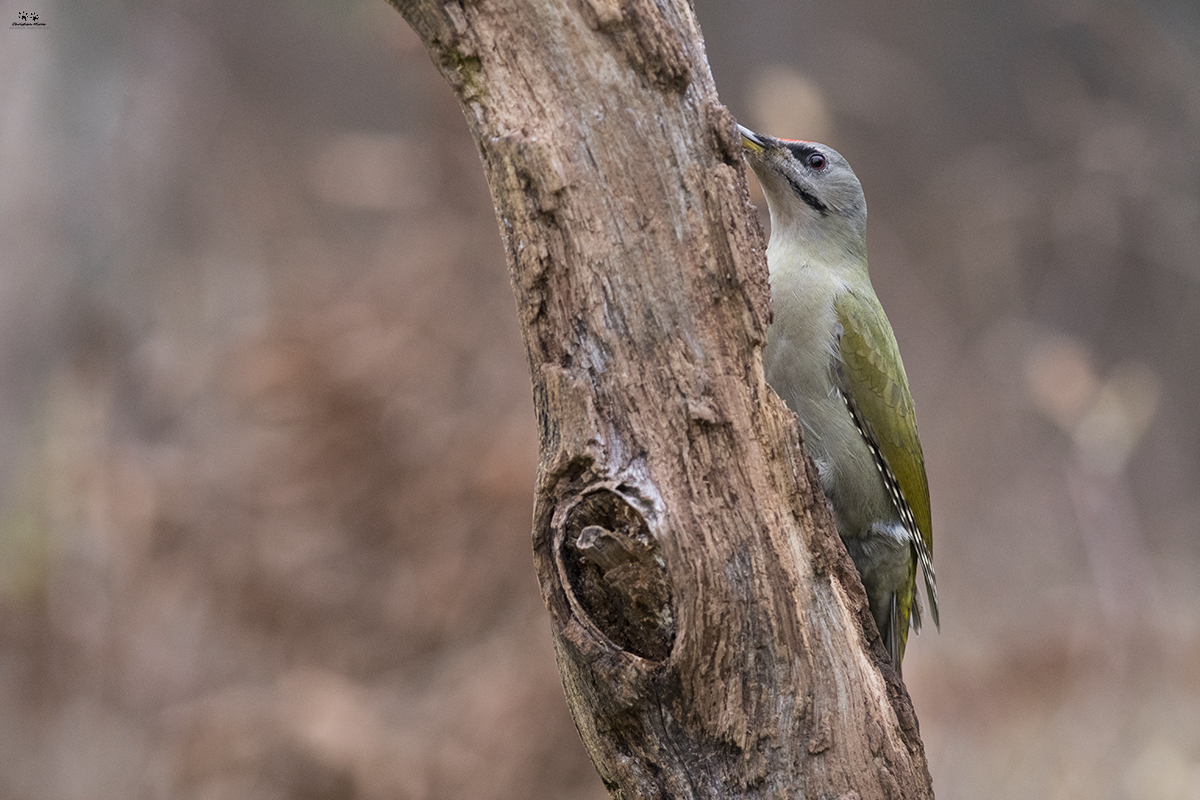 Picchio cenerino (Picus canus)