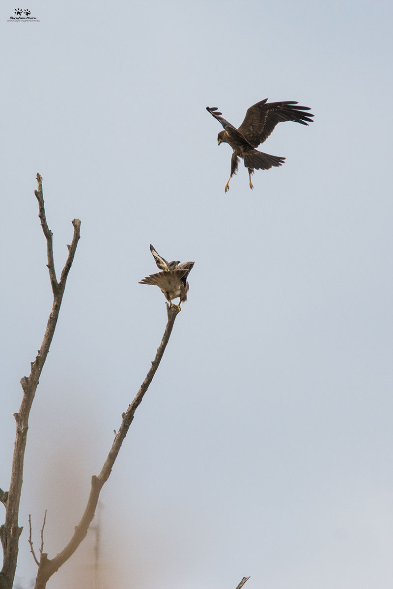 Poiana (Buteo buteo) e falco di palude (Circus aeruginosus)