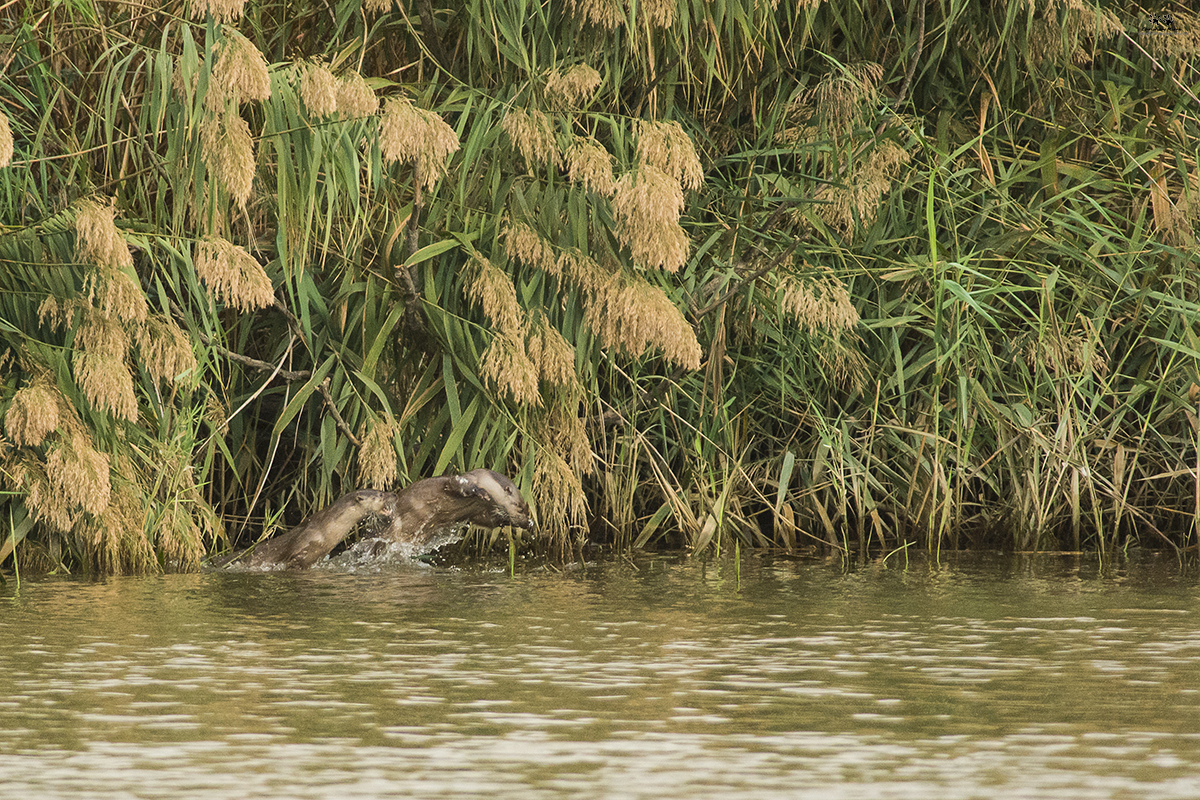 Lontra (Lutra lutra)