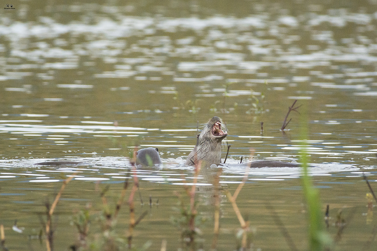 Lontra (Lutra lutra)