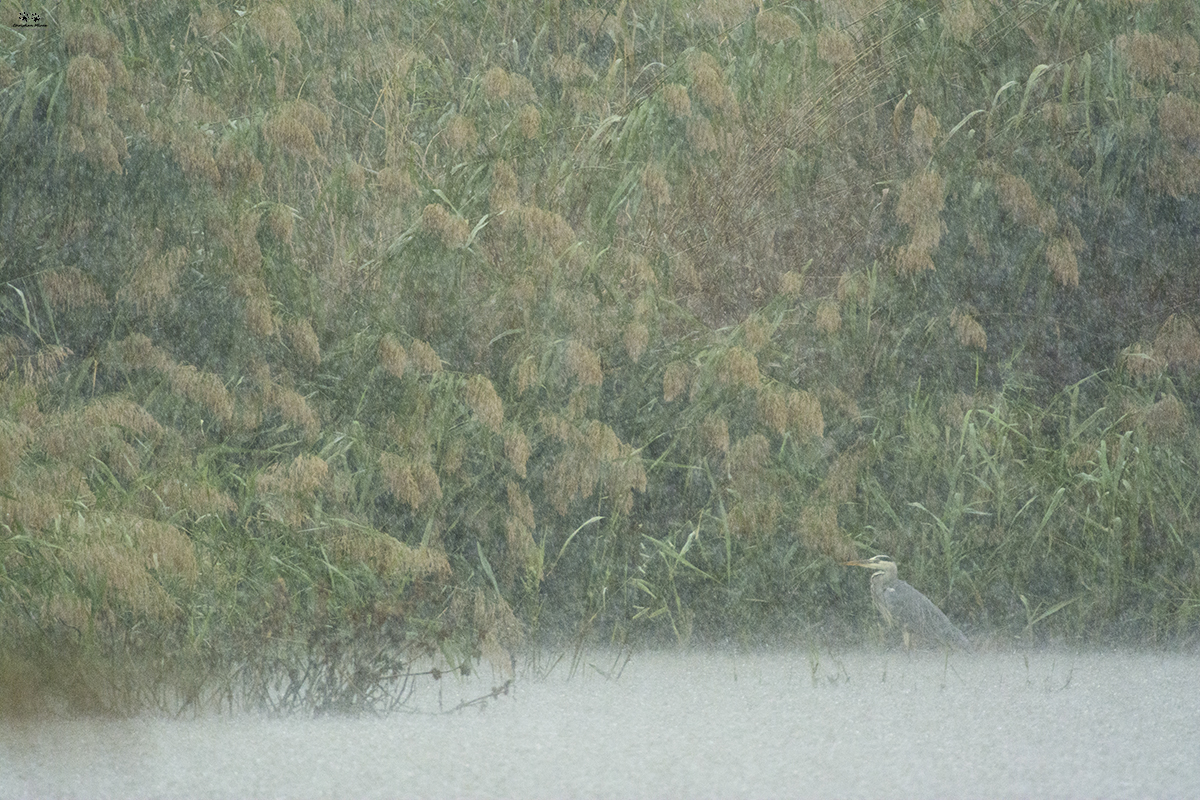 Airone cenerino (Ardea cinerea)