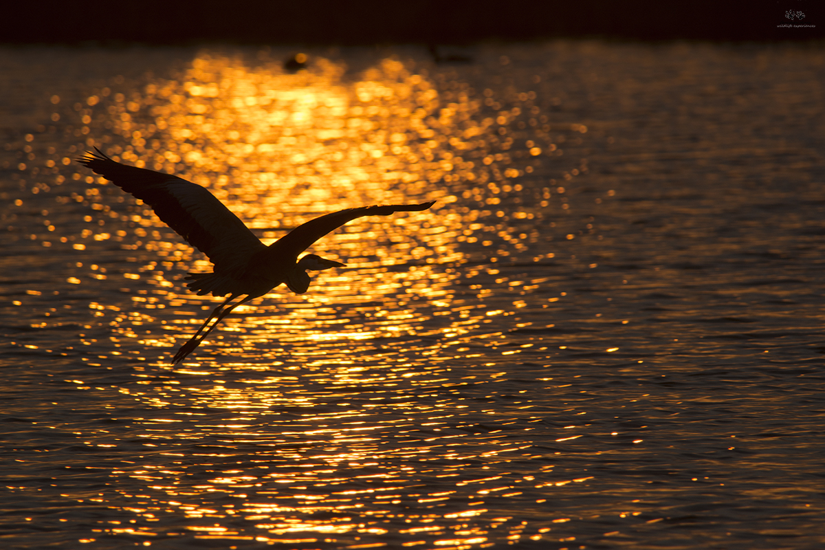 Airone cenerino (Ardea cinerea)