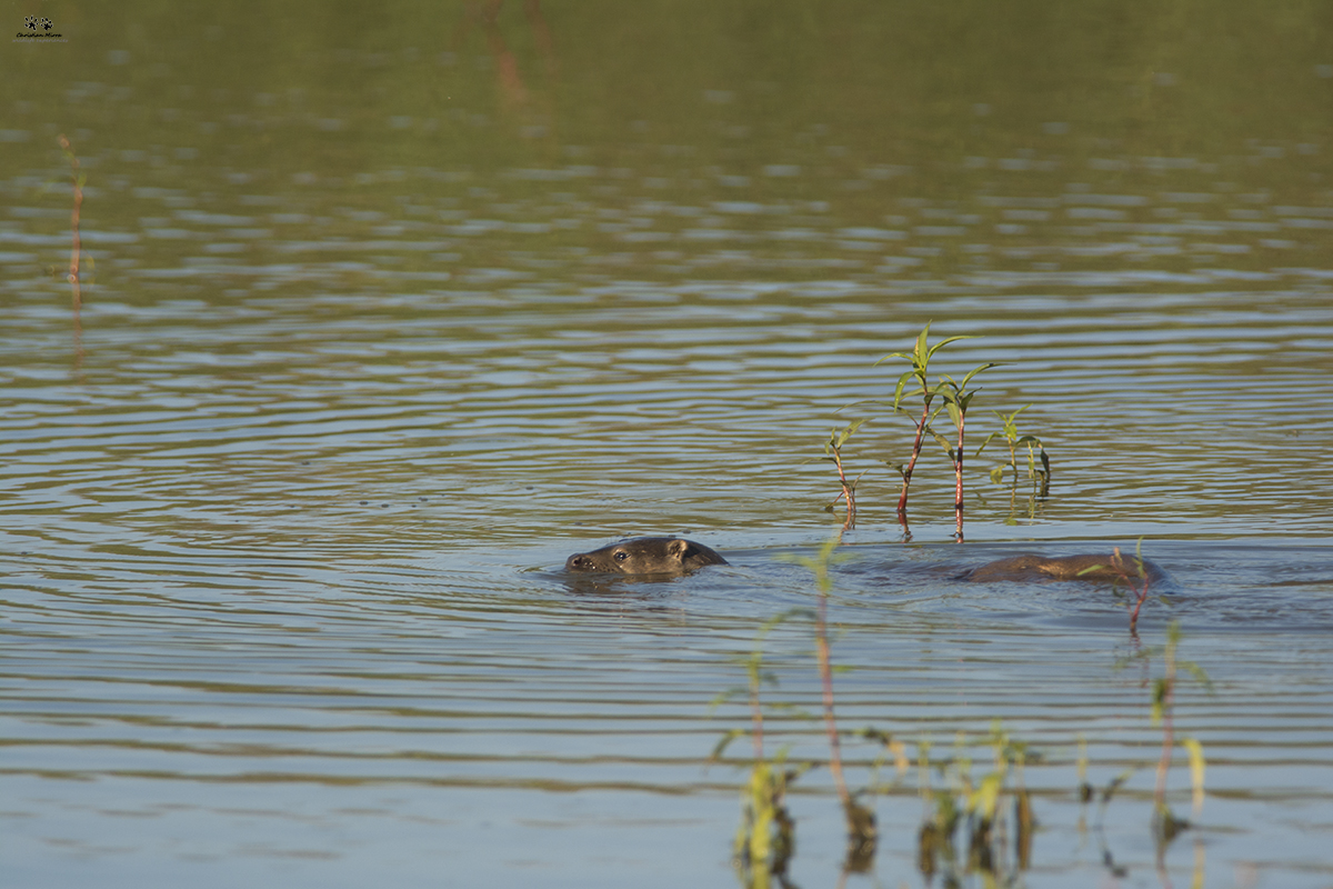 Lontra (Lutra lutra)