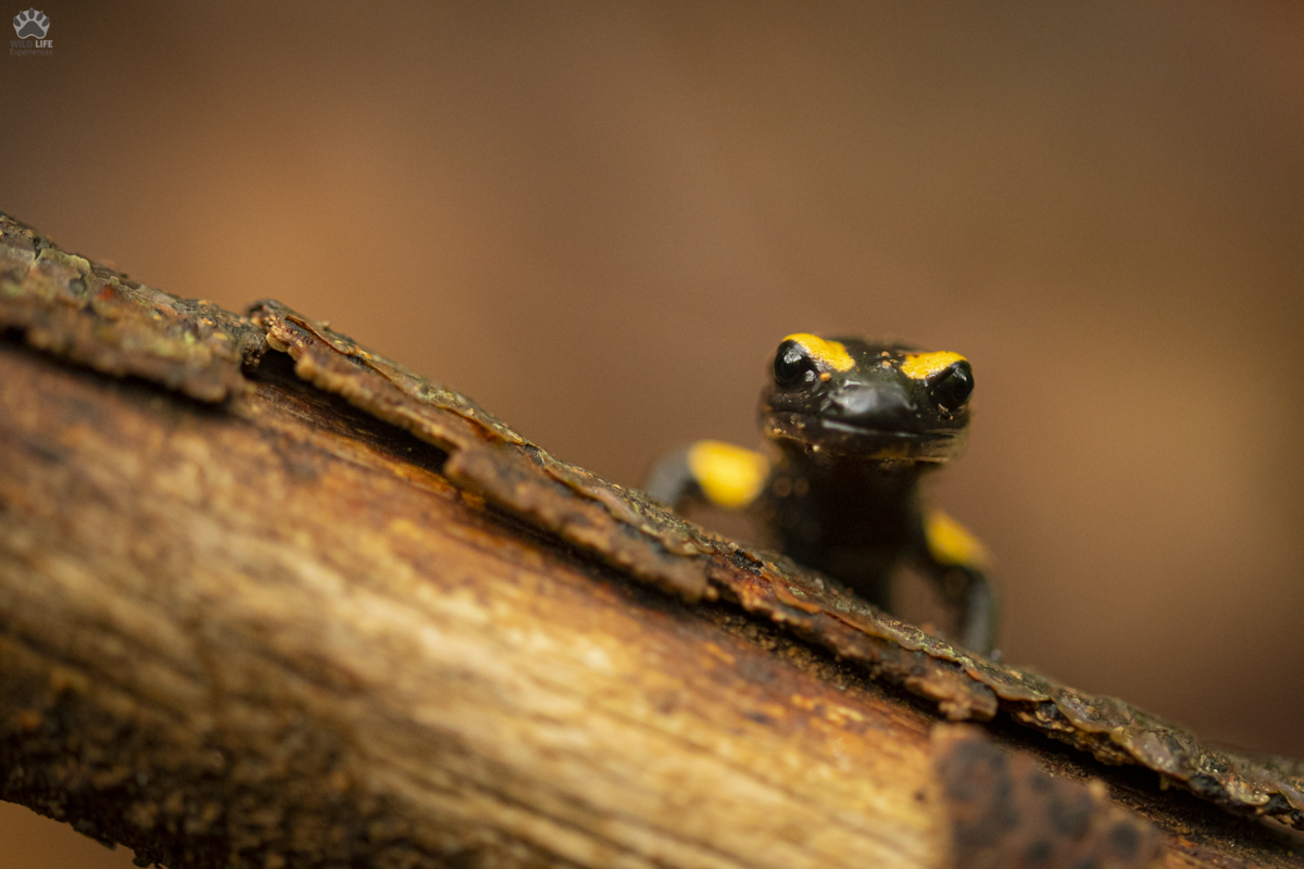 Salamandra pezzata 