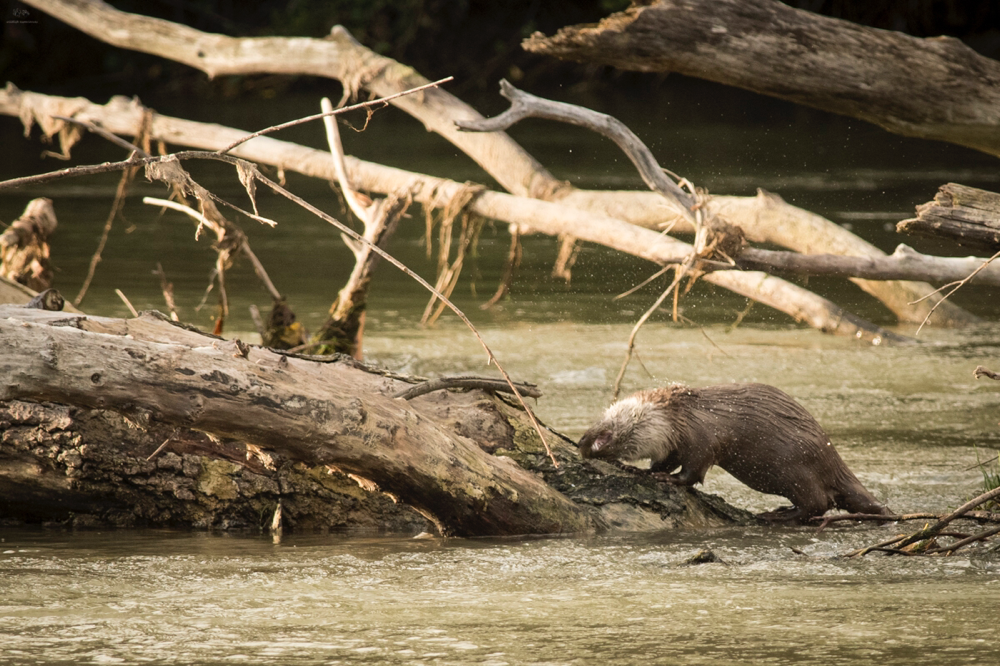 Lontra (Lutra lutra)