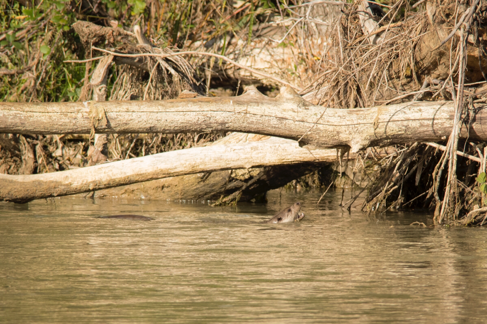 Lontra (Lutra lutra)