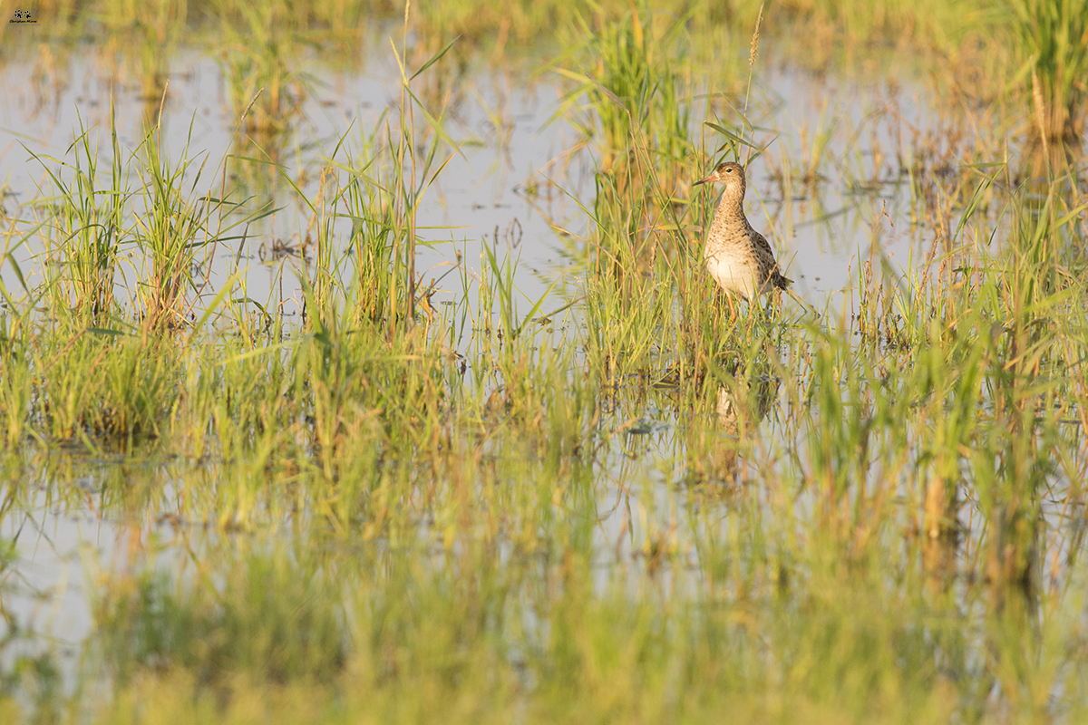 Combattenti (Philomachus pugnax)