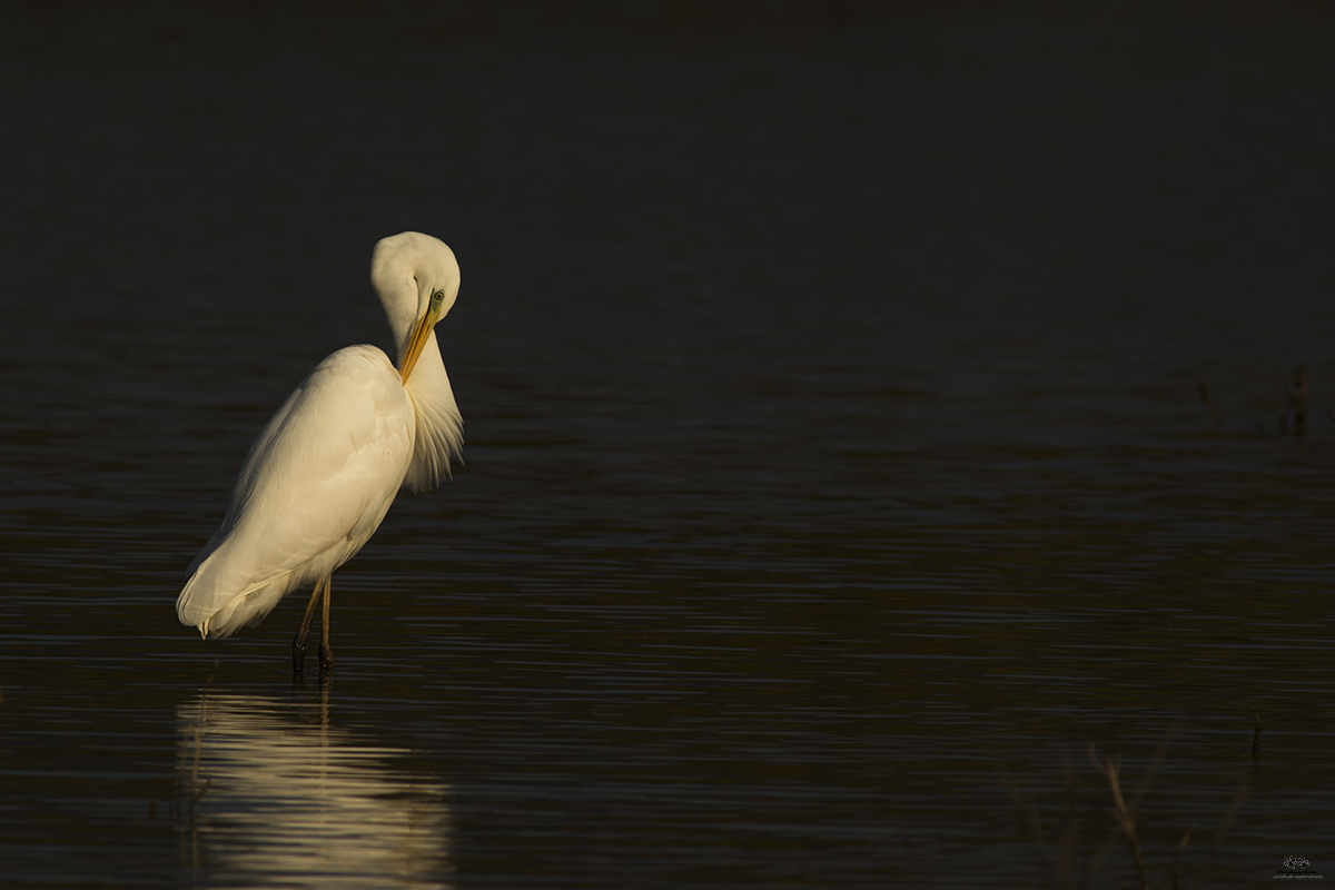 Airone bianco maggiore (Ardea alba)