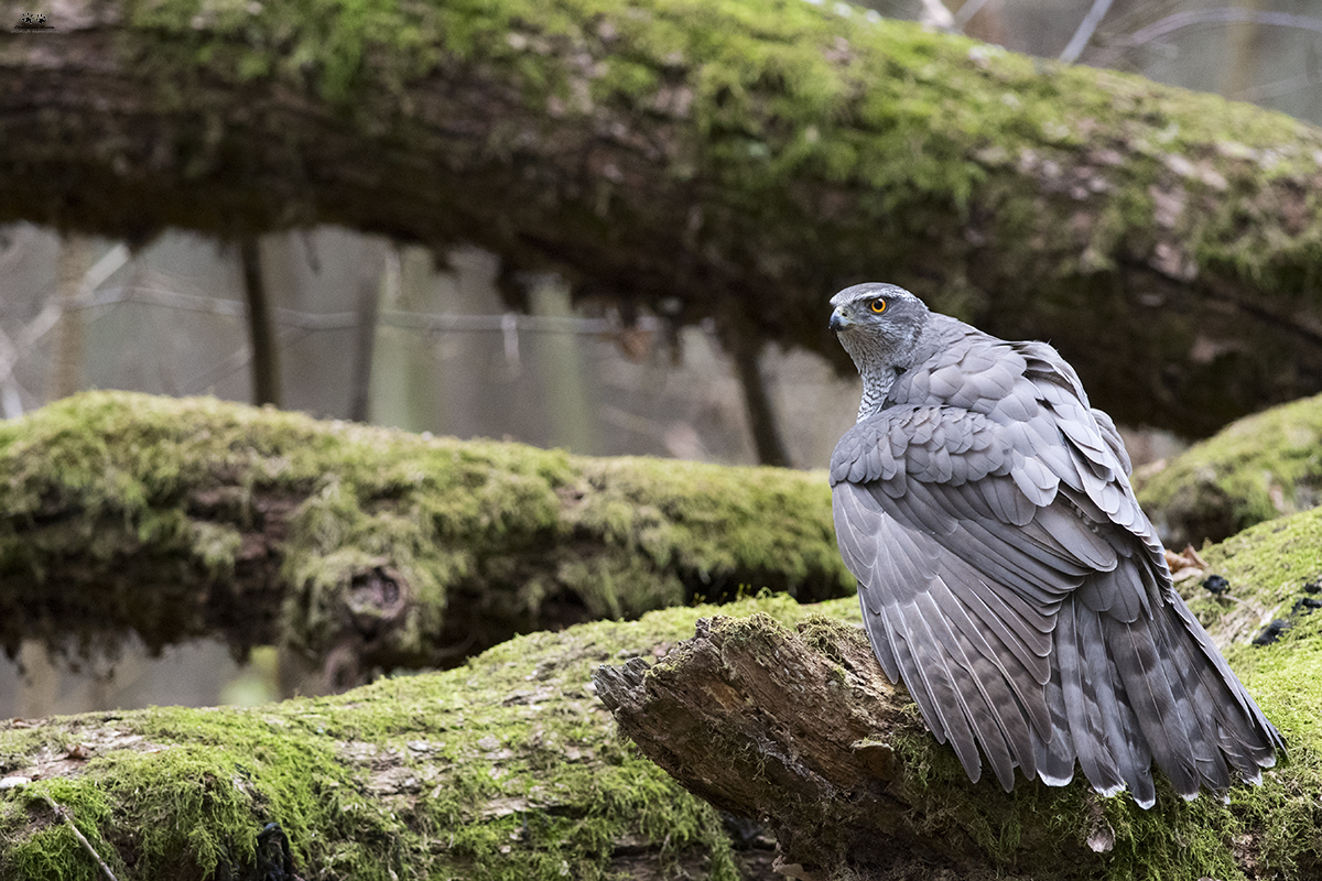 Astore (Accipiter gentilis)