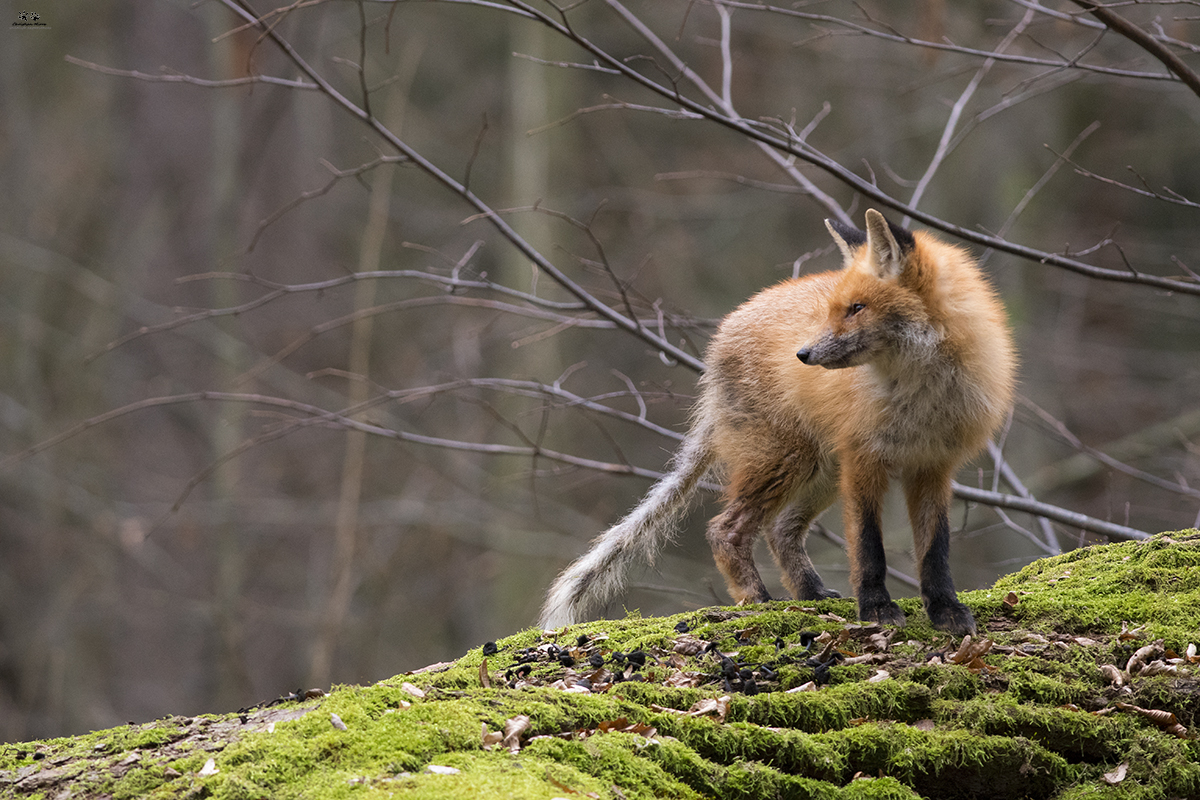 Volpe (Vulpes vulpes)