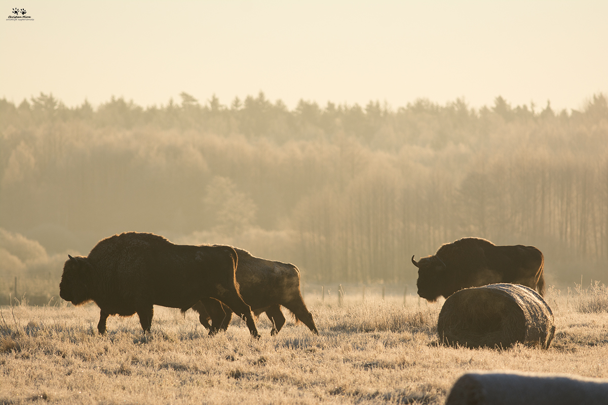 Bisonte europeo (Bison bonasus)