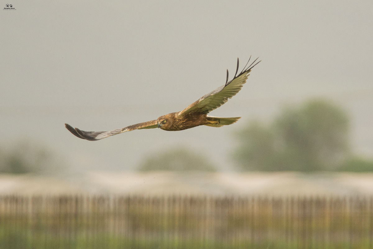 Falco di palude maschio (Circus aeruginosus)