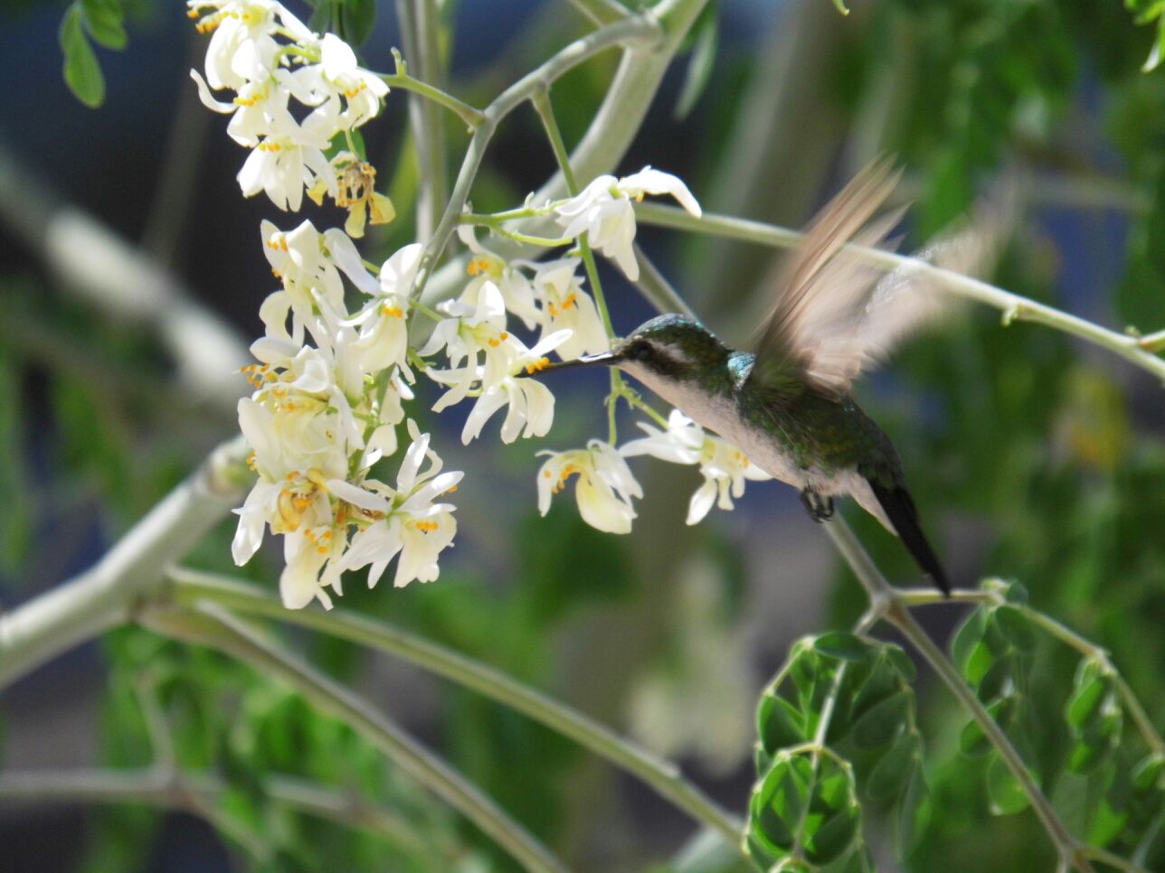 Kolibris lieben Moringablüten