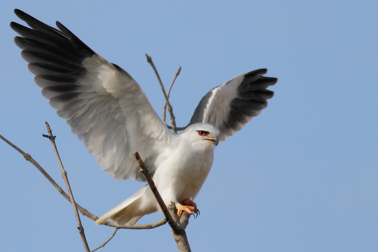 Elanion blanc (Elanus caerulus)