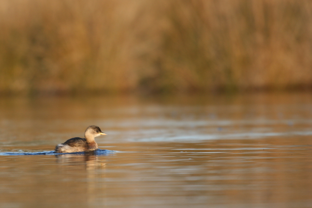 GREBE CASTAGNEUX (Tachybaptus ruficollis) © JlS