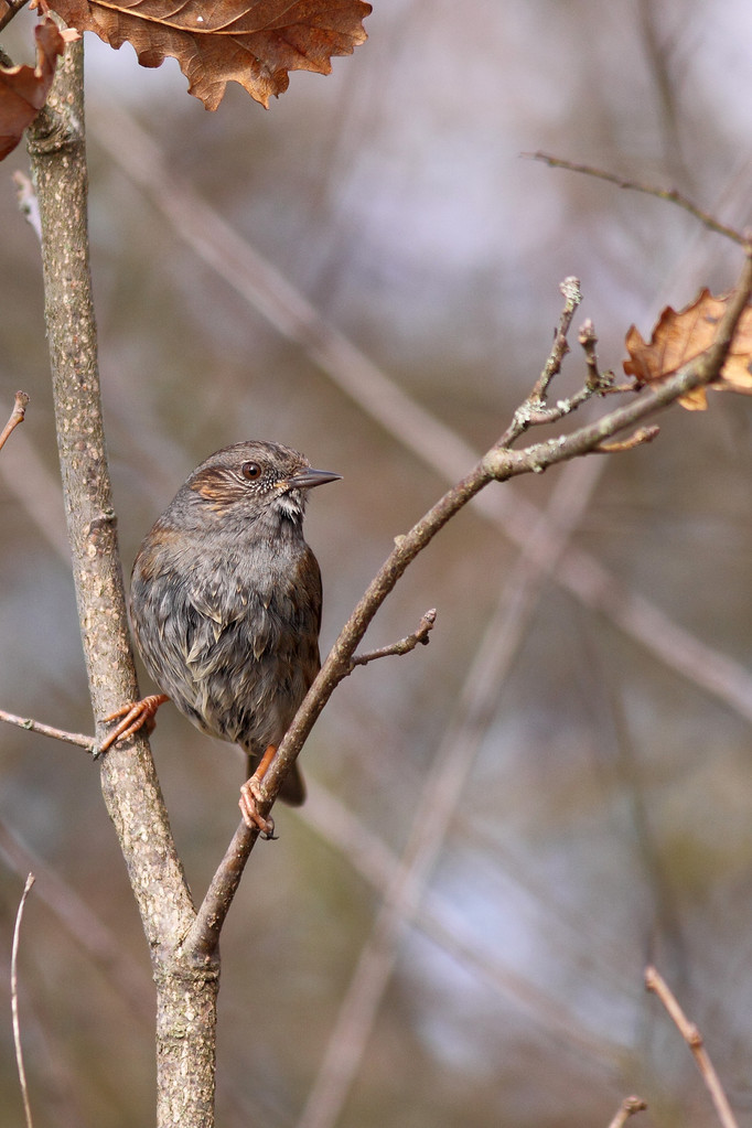 Accenteur mouchet ( (Prunella modularis)