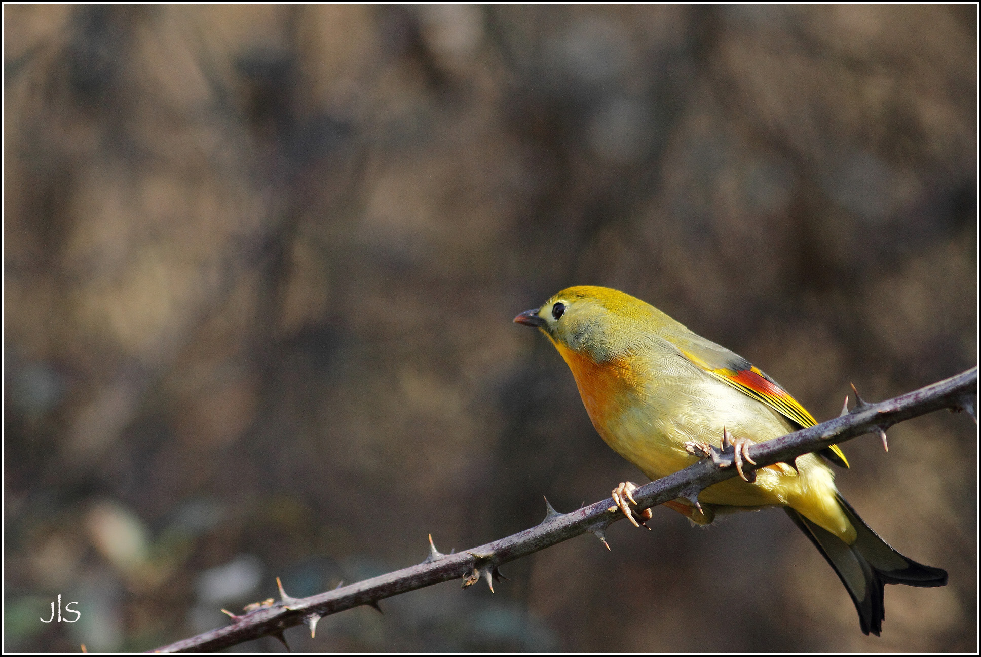 Léiothrix jaune ou Rossignol du Japon©JLS