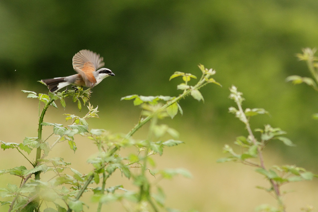 Pie grièche écorcheur  mâle (Lanius collurio)