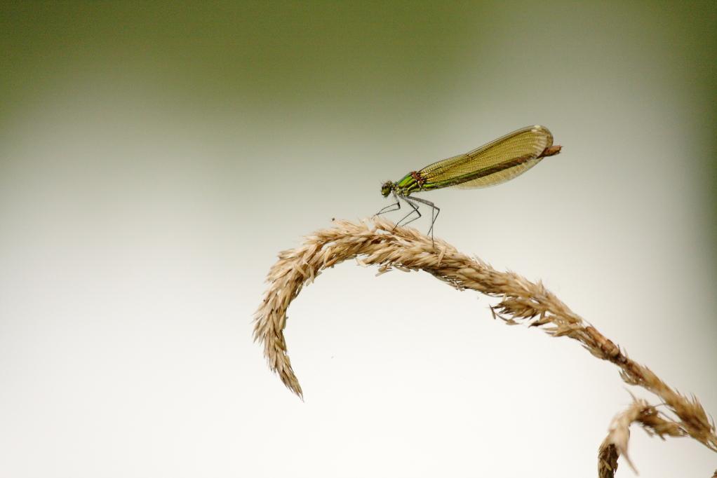 AGRION DE MERCURE (Coenagrion mercuriale) © JlS