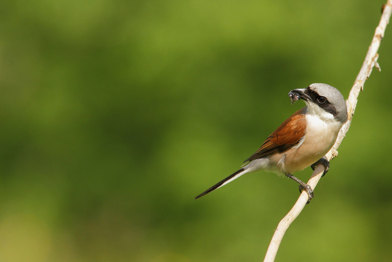 Pie grièche écorcheur  mâle (Lanius collurio)