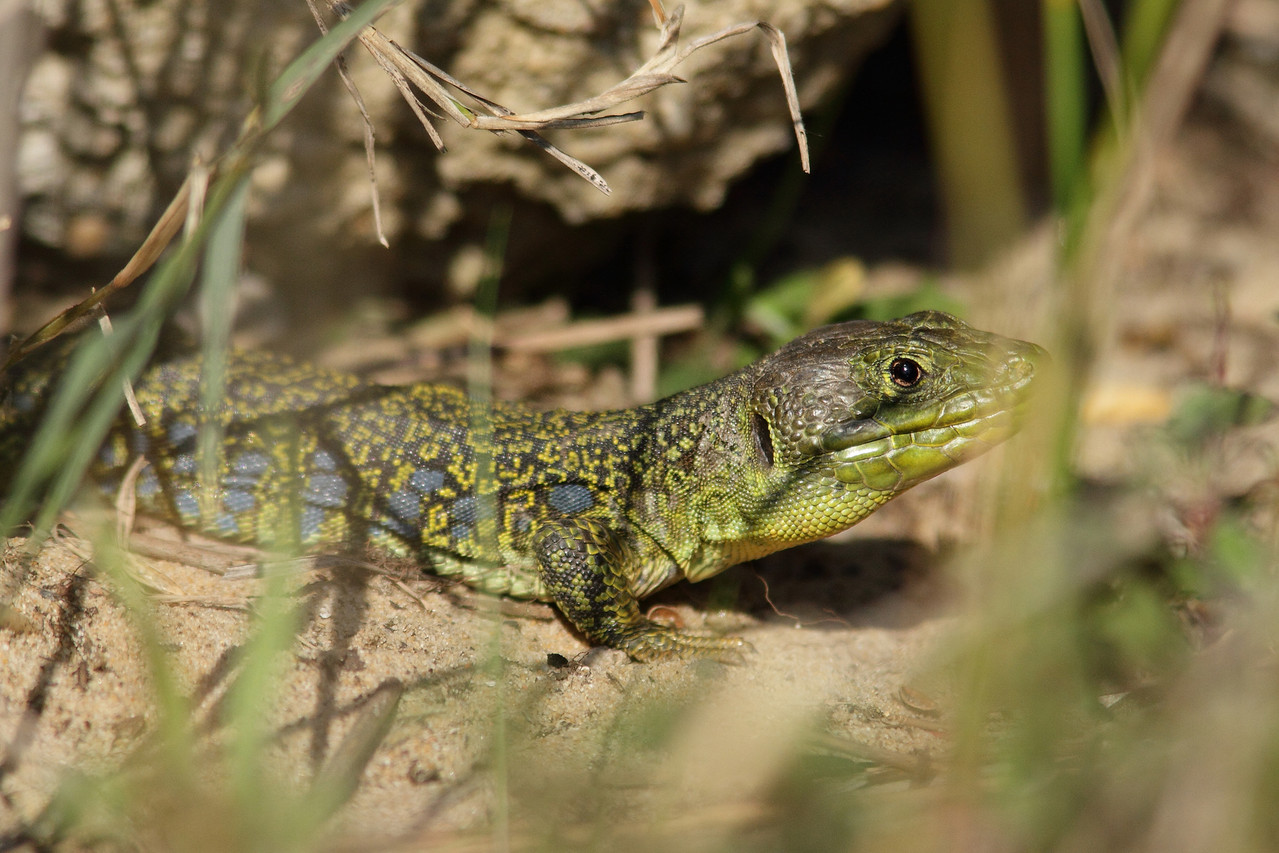 Lézard ocellé (Timon lepidus)