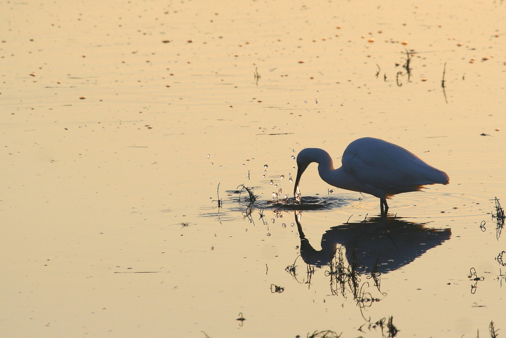 AIGRETTE GARZETTE (Aigretta garzetta) © JlS