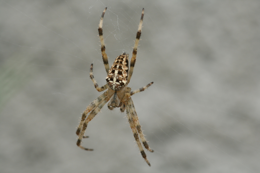 EPEIRE DIADEME (Araneus diadematus) © JlS