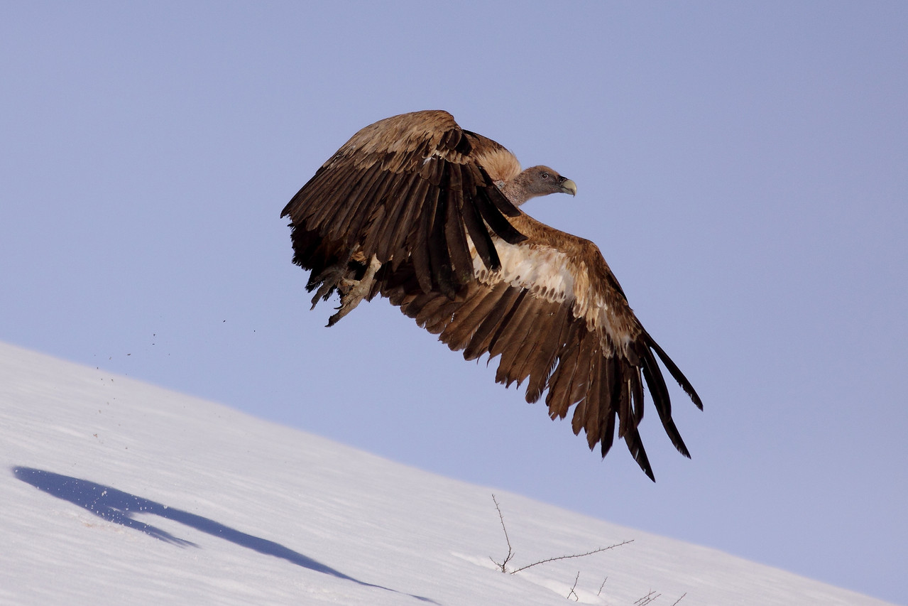 Vautour fauve (Gyps fulvus)