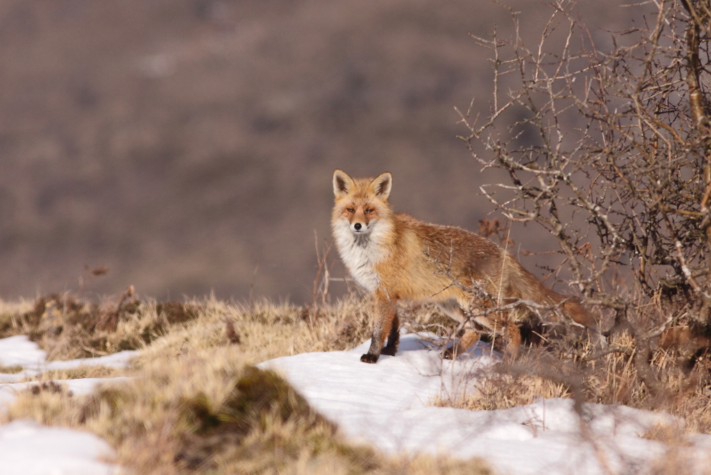 RENARD ROUX (Vulpes vulpes) © JlS